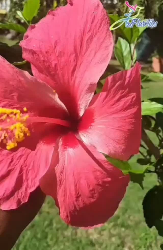 Hibiscus rose en fleur, source d'inspiration de Cynthia